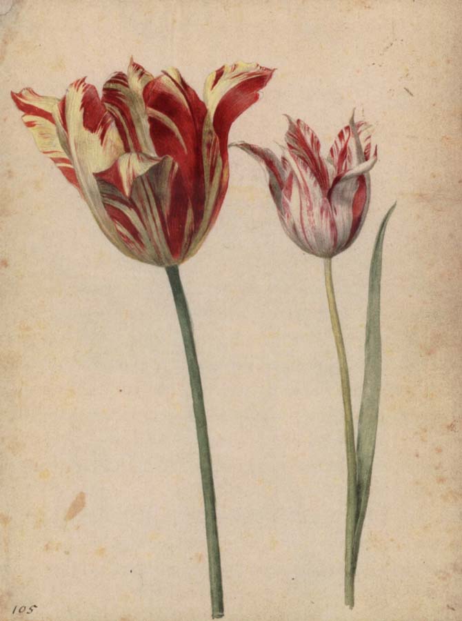 Two Tulips